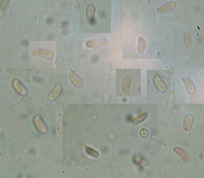 Phlebia rufa